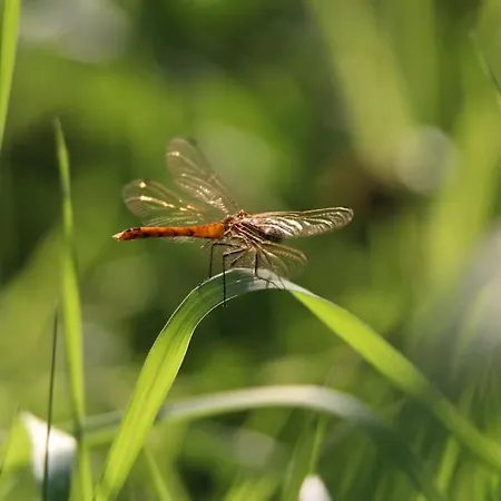 شقة Le Ponton Des Sympetrums *
