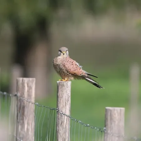 شقة Le Ponton Des Sympetrums *