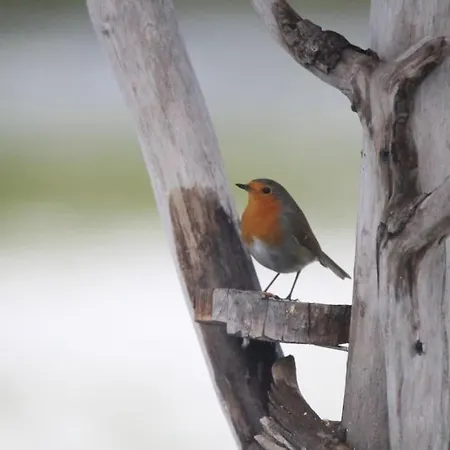 Le Ponton Des Sympetrums