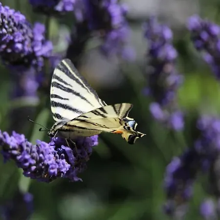 شقة Le Ponton Des Sympetrums Aurec-Sur-Loire