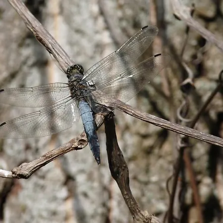 Le Ponton Des Sympetrums *
