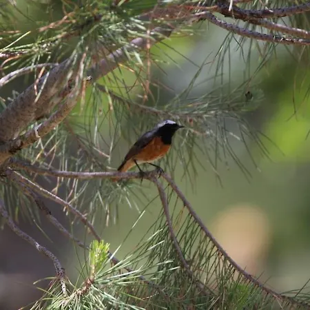 Le Ponton Des Sympetrums شقة