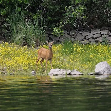 Le Ponton Des Sympetrums *
