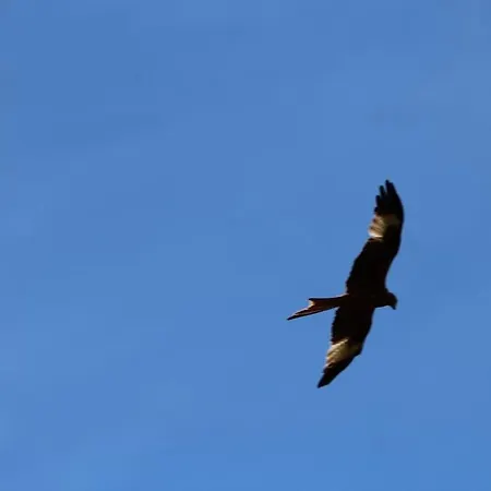 Le Ponton Des Sympetrums *