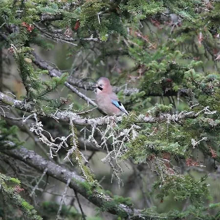 Le Ponton Des Sympetrums شقة